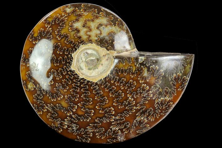 Polished Ammonite (Cleoniceras) Fossil - Madagascar #127204
